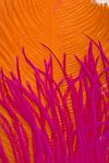 orange pink featherssmall